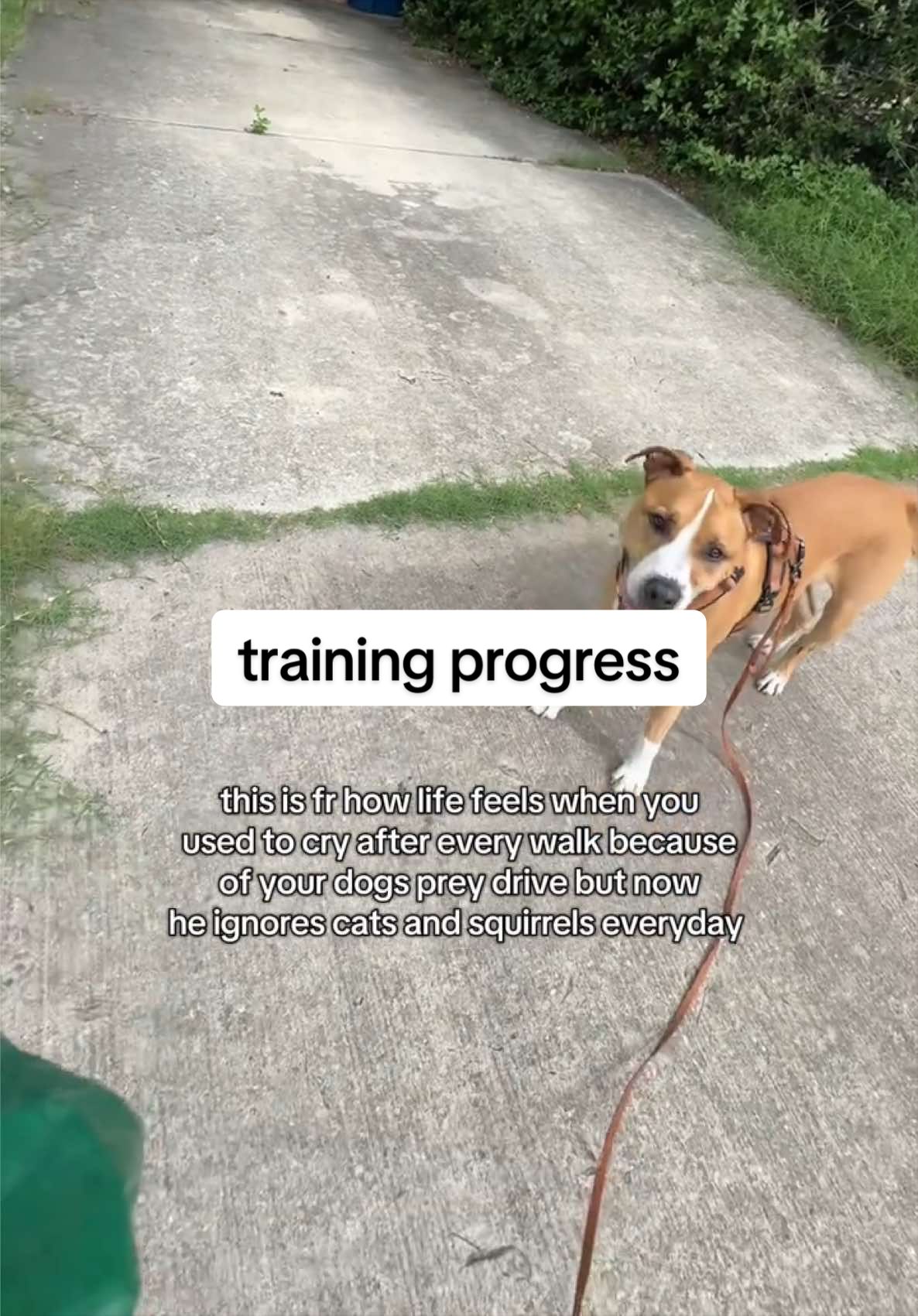 @Abby KPA-CTP | Dog Trainer