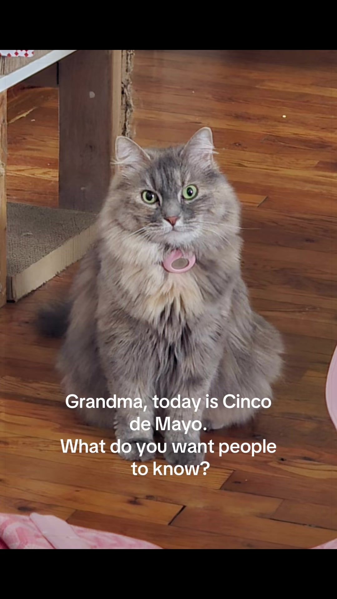 @The Appalachian kitties