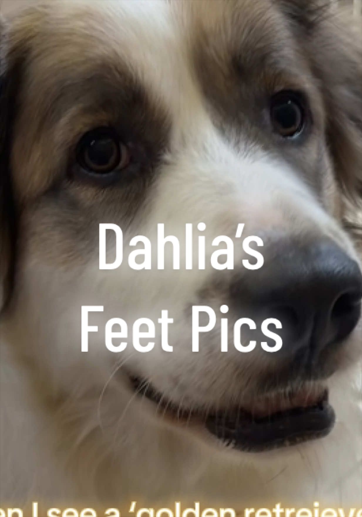 @drcaitlinveterinarian
