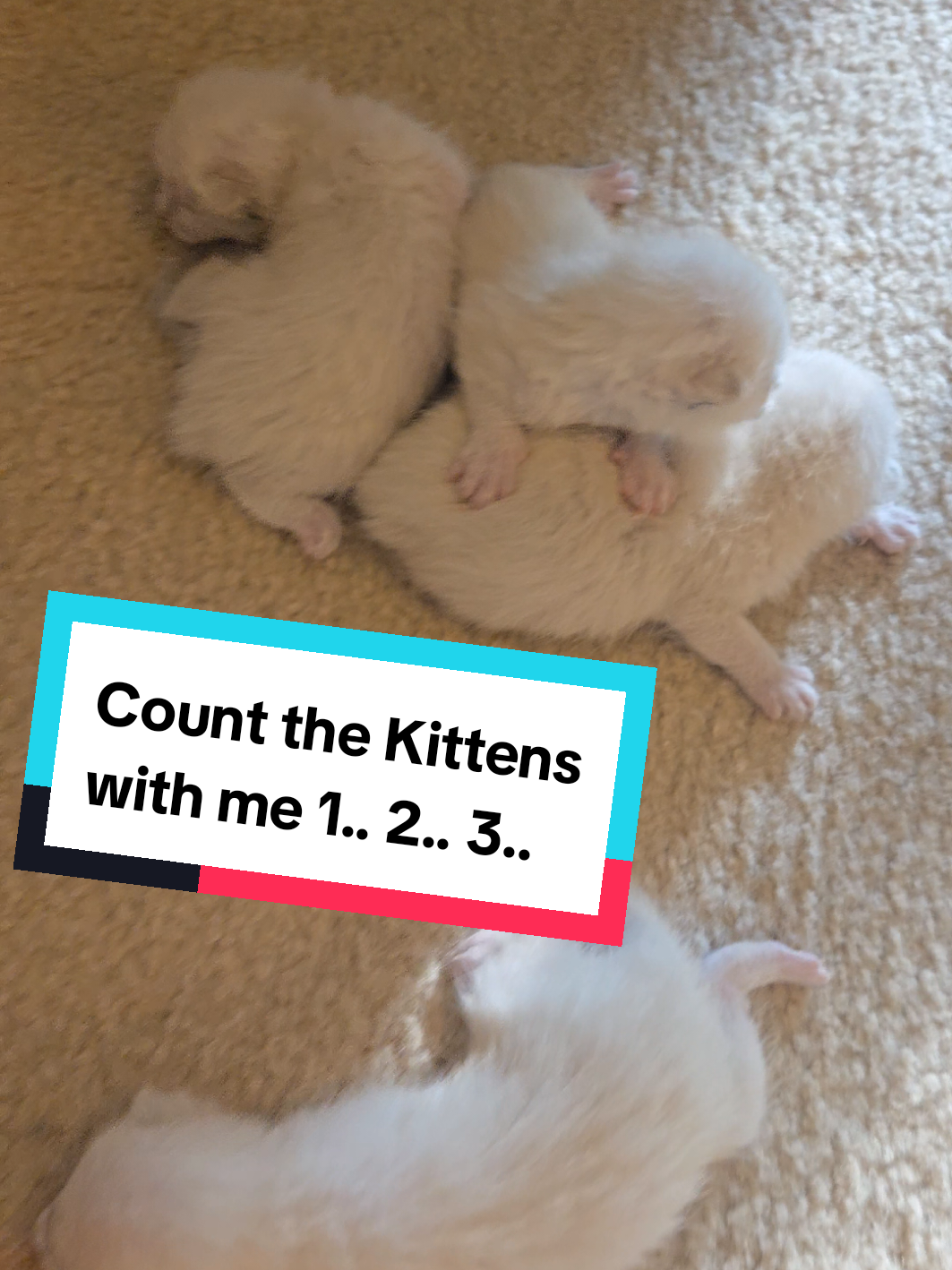@Brittany Beauties Kittens