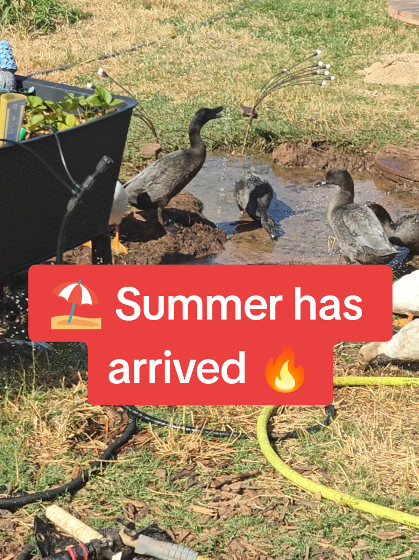 @Peaceful Point Homestead 🦆
