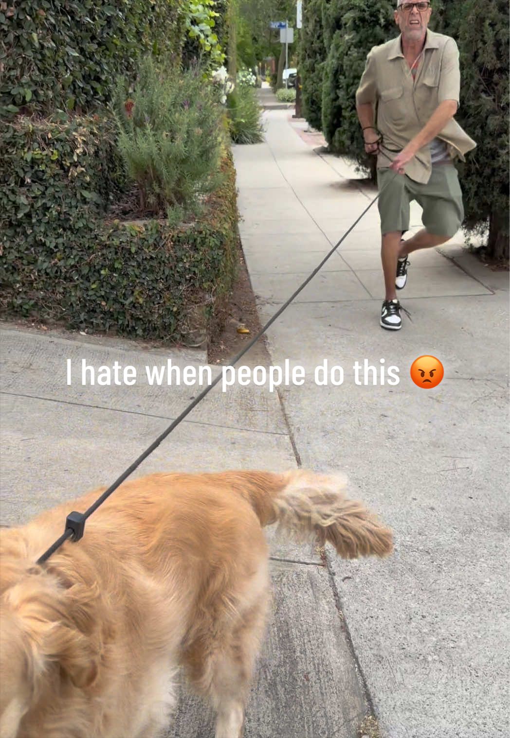 @Joyride Dogs