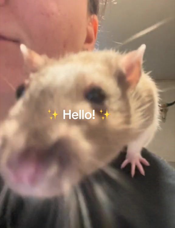@rat