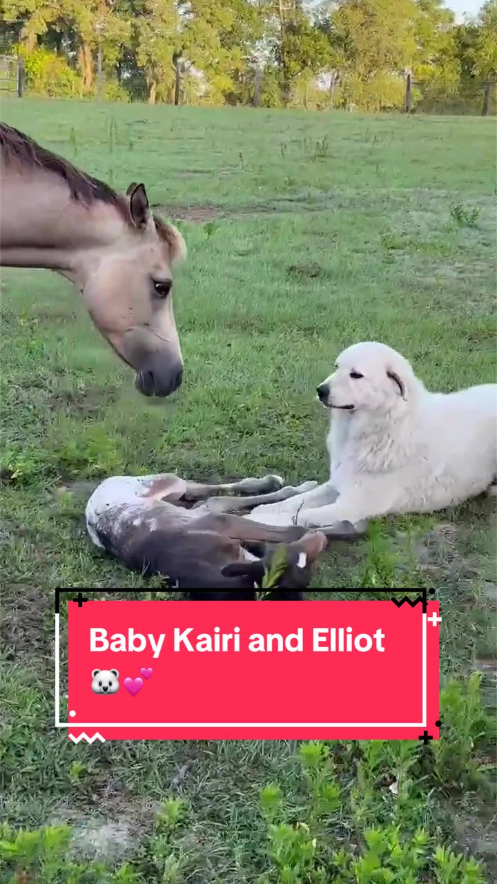 @jesswithallheranimals