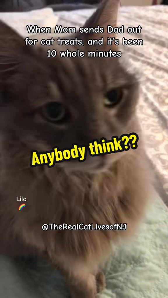 @🐾Therealcatlivesofnj 🐾
