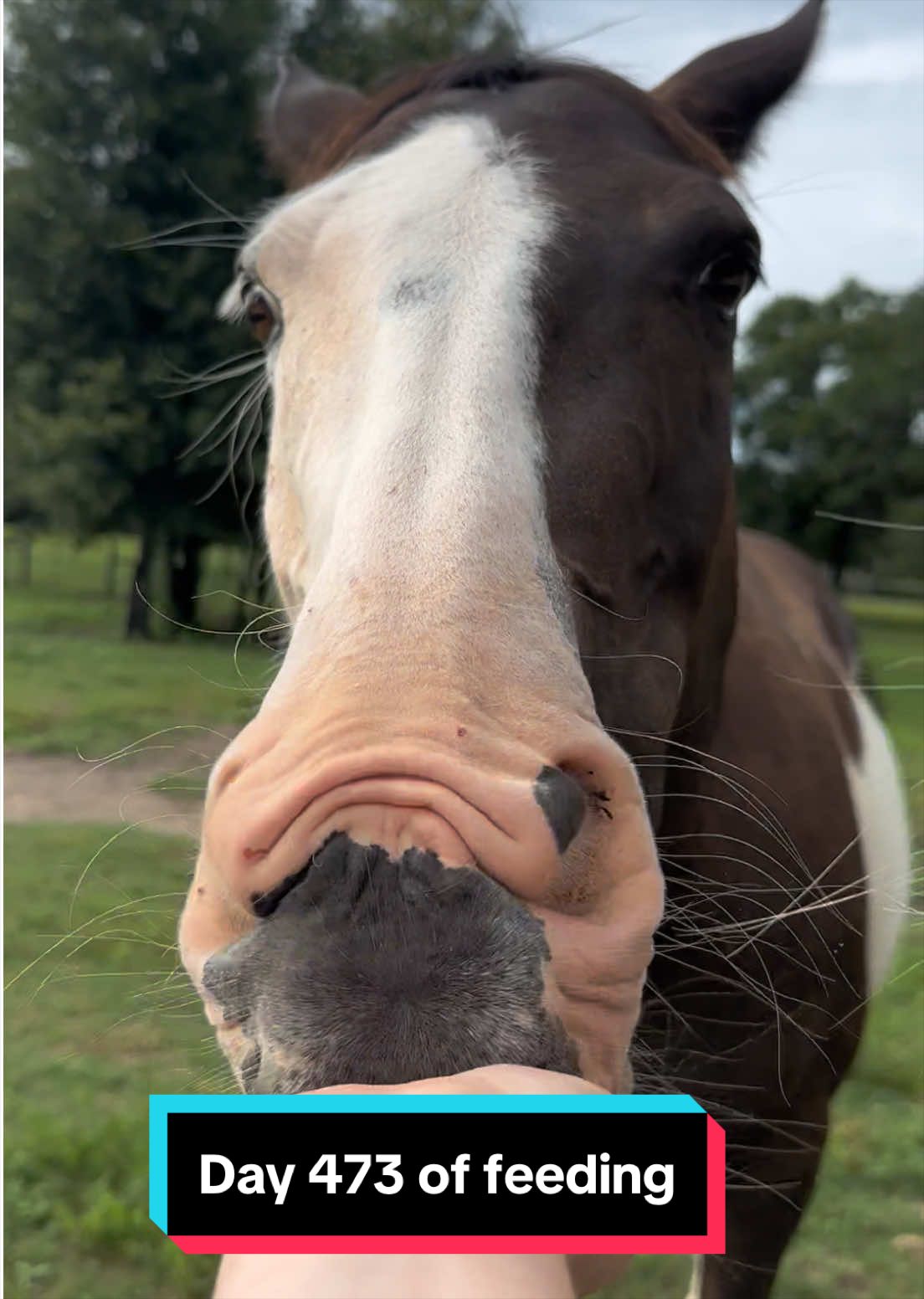 @jesswithallheranimals