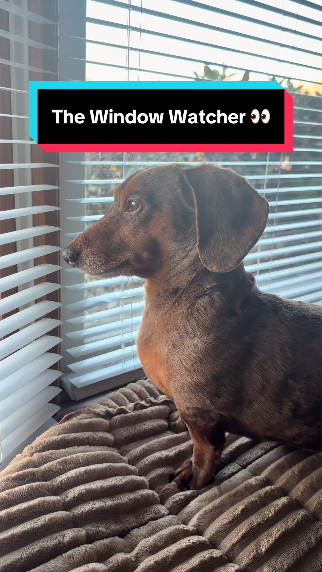 @NormanTheWienerDog