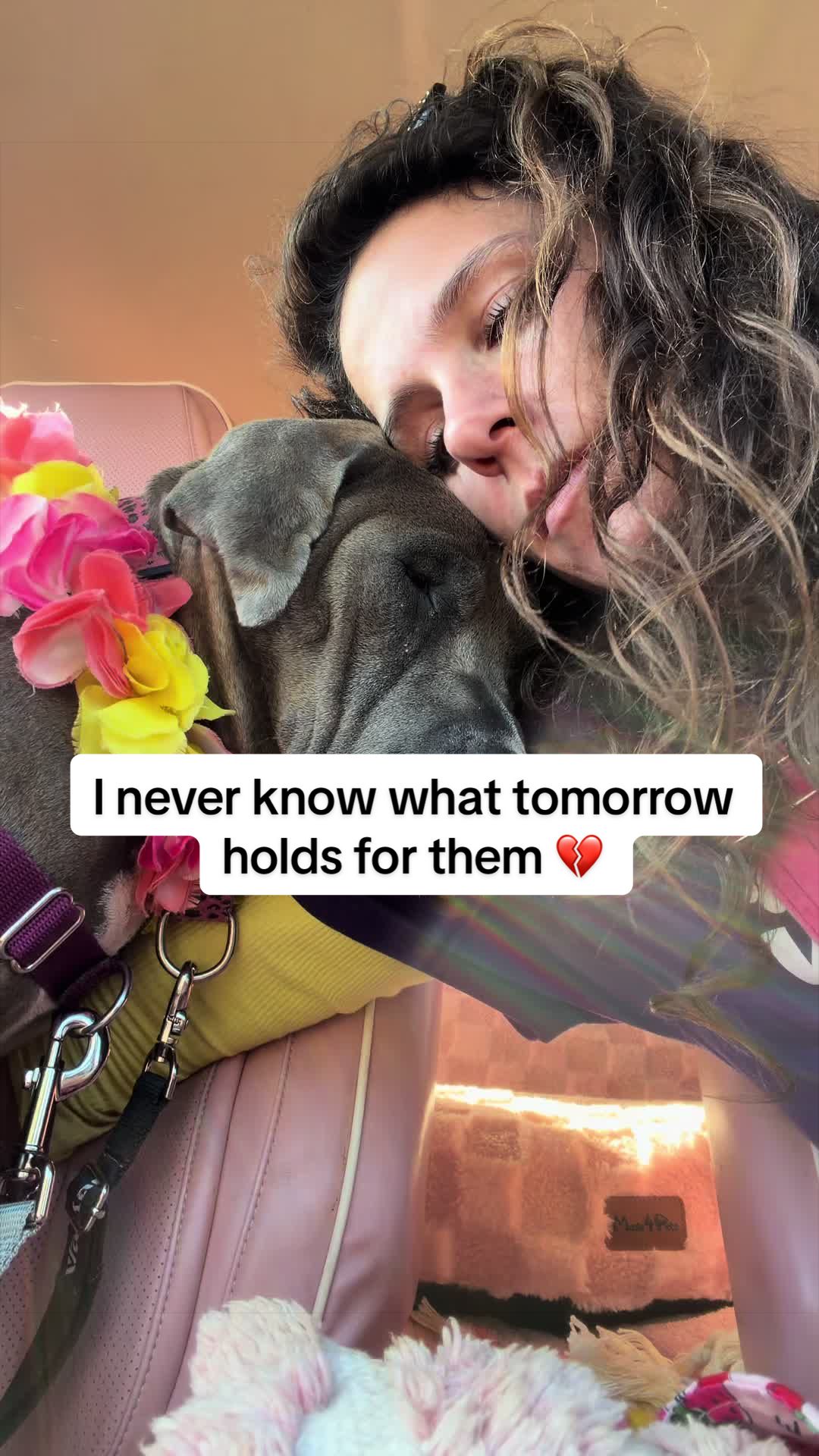 @Cassondra | Maui Shelter Dogs