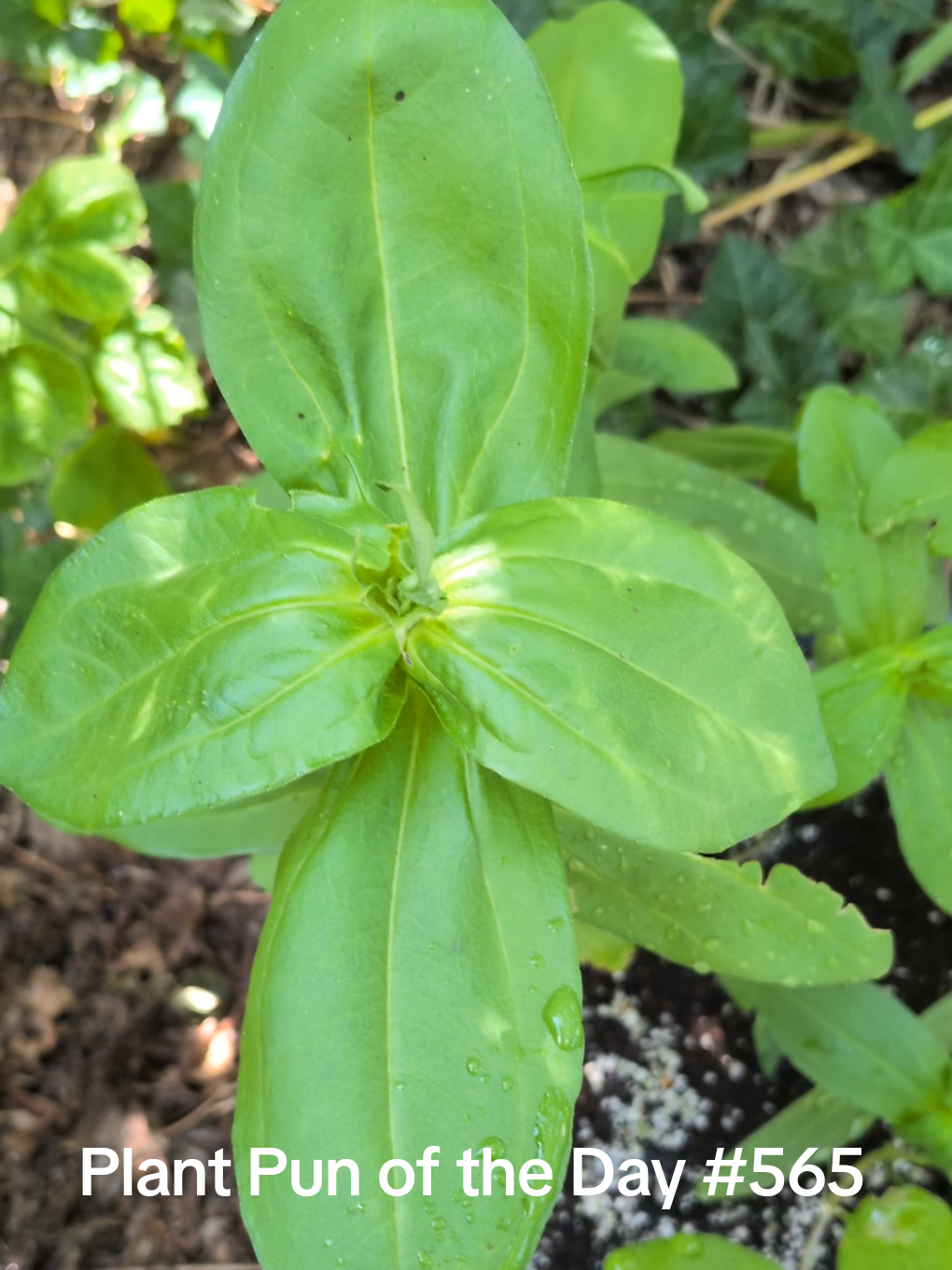 @The Plantiful Gardener
