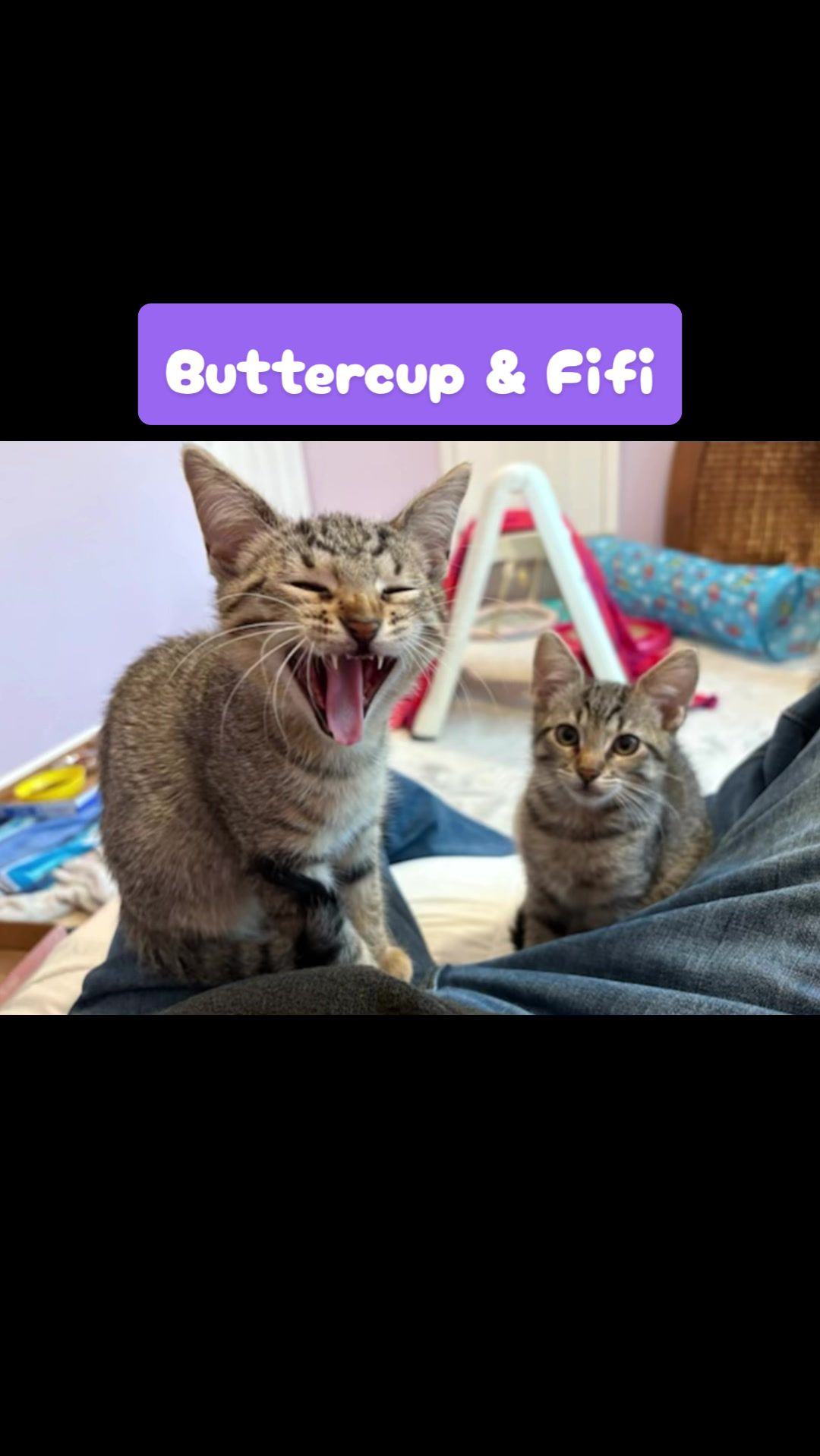 @Fancy Cats Rescue Team