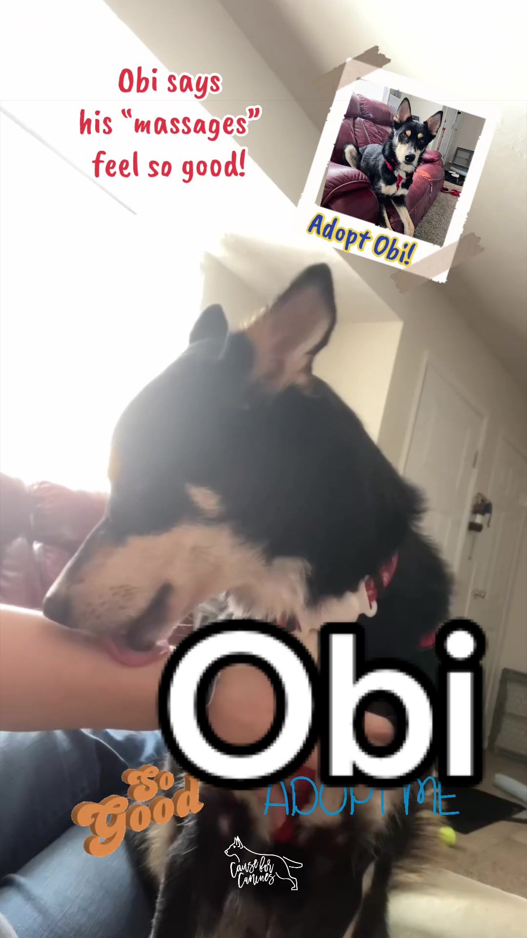 @causeforcaninesrescue
