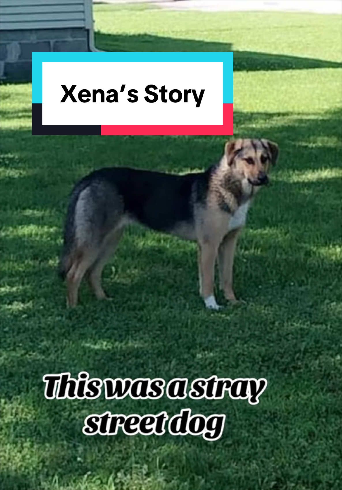 @K9 Dina