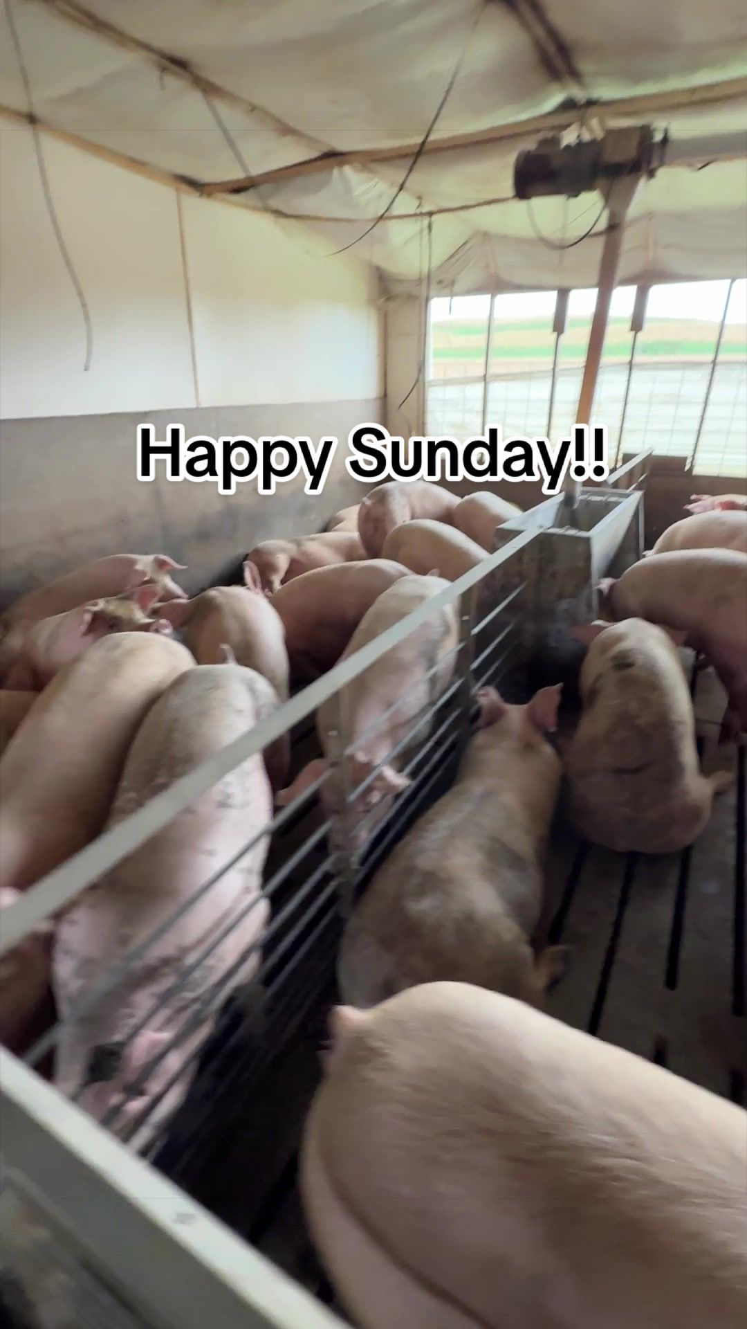 @Bec’s Pig Paradise | Becky B