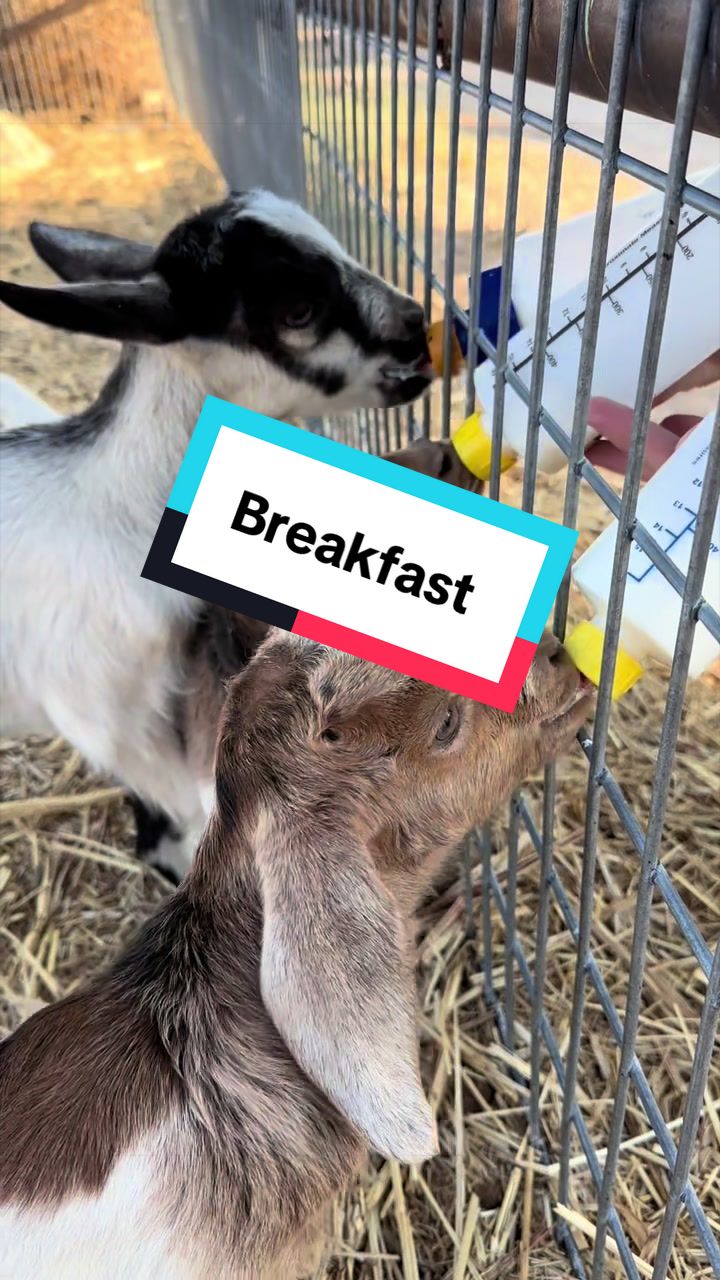 @cowboymax