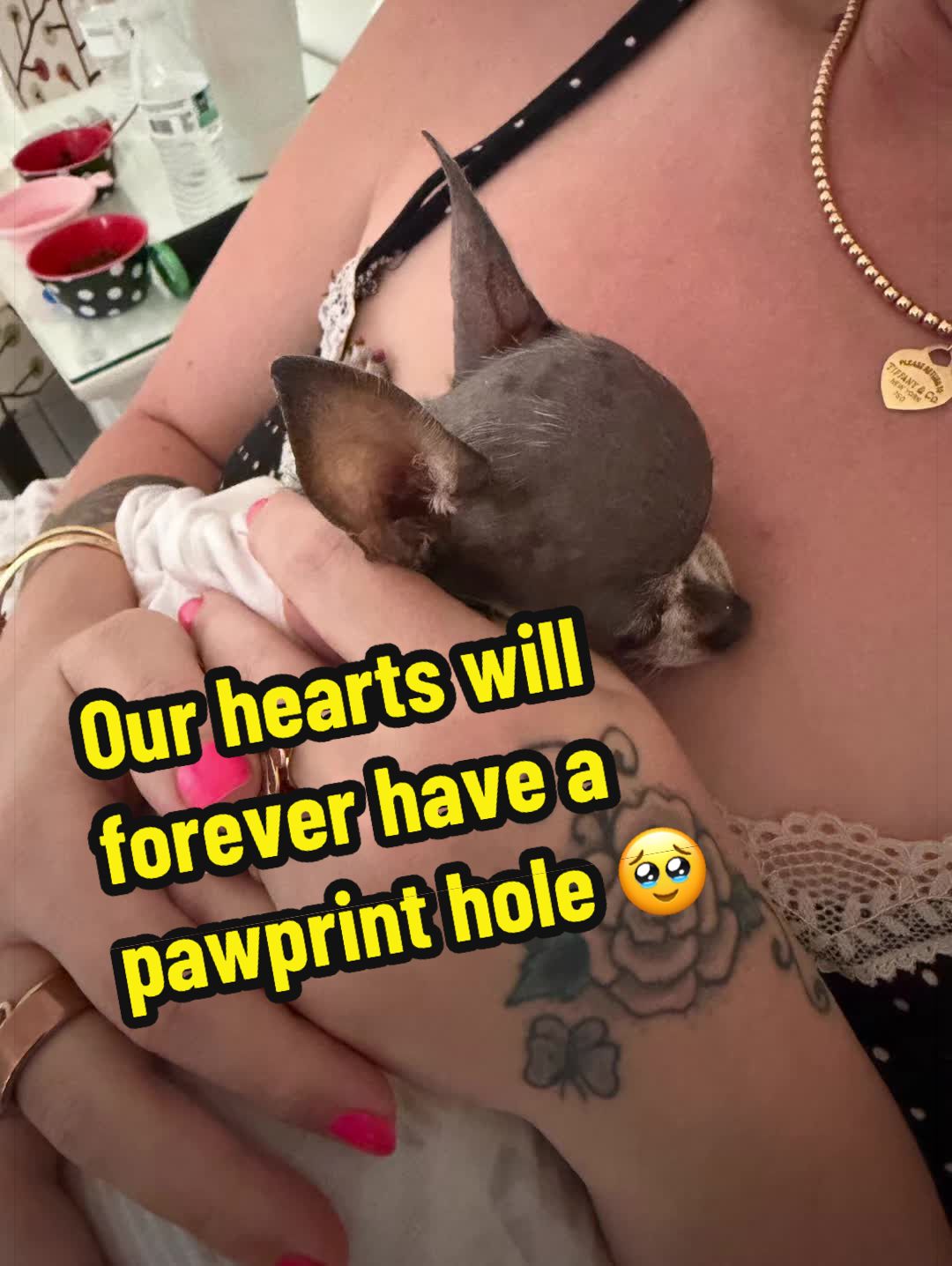 @Tinytiffytheteacupchihuahua