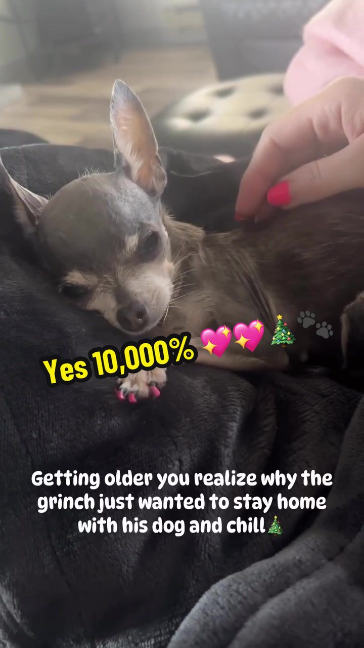 @Tinytiffytheteacupchihuahua