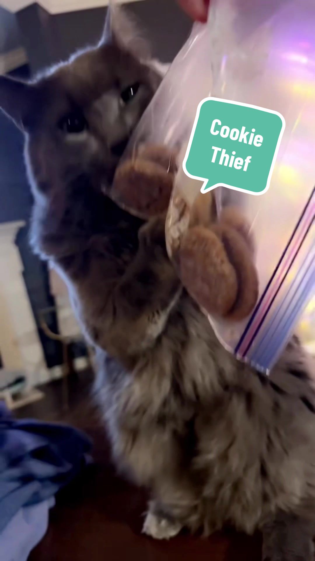 @three_meows_and_a_lady