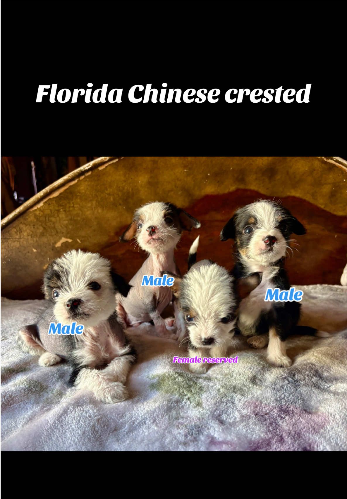 @FloridaChineseCrested