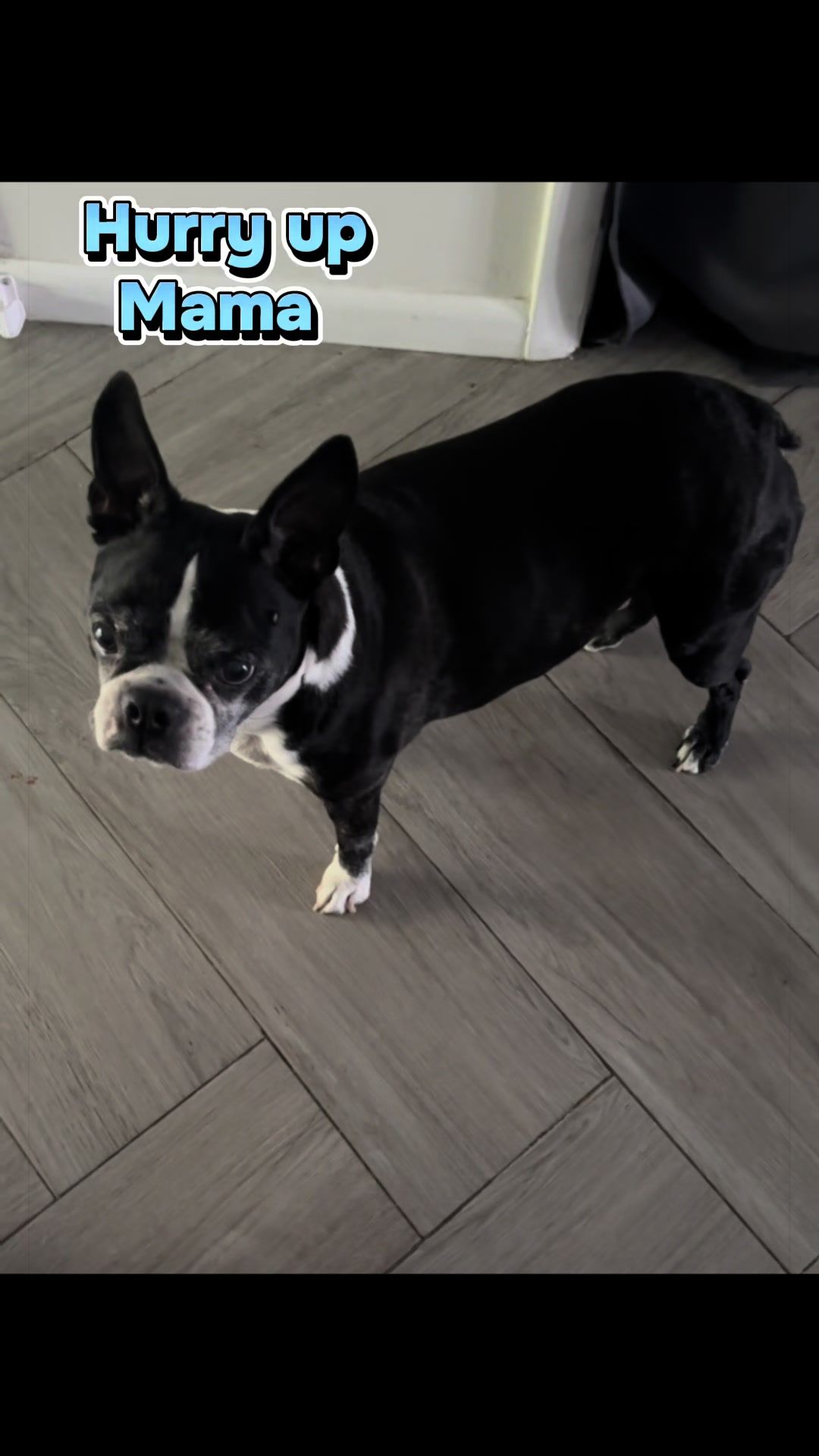 @mybffisabostonterrier