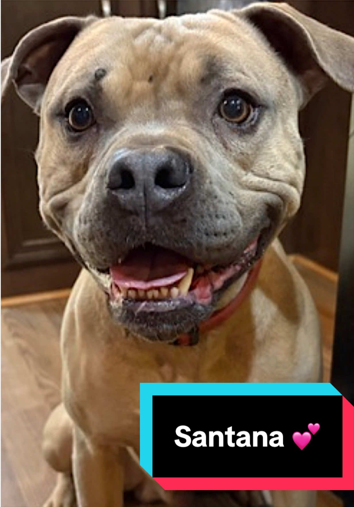 @Joyful Pets
