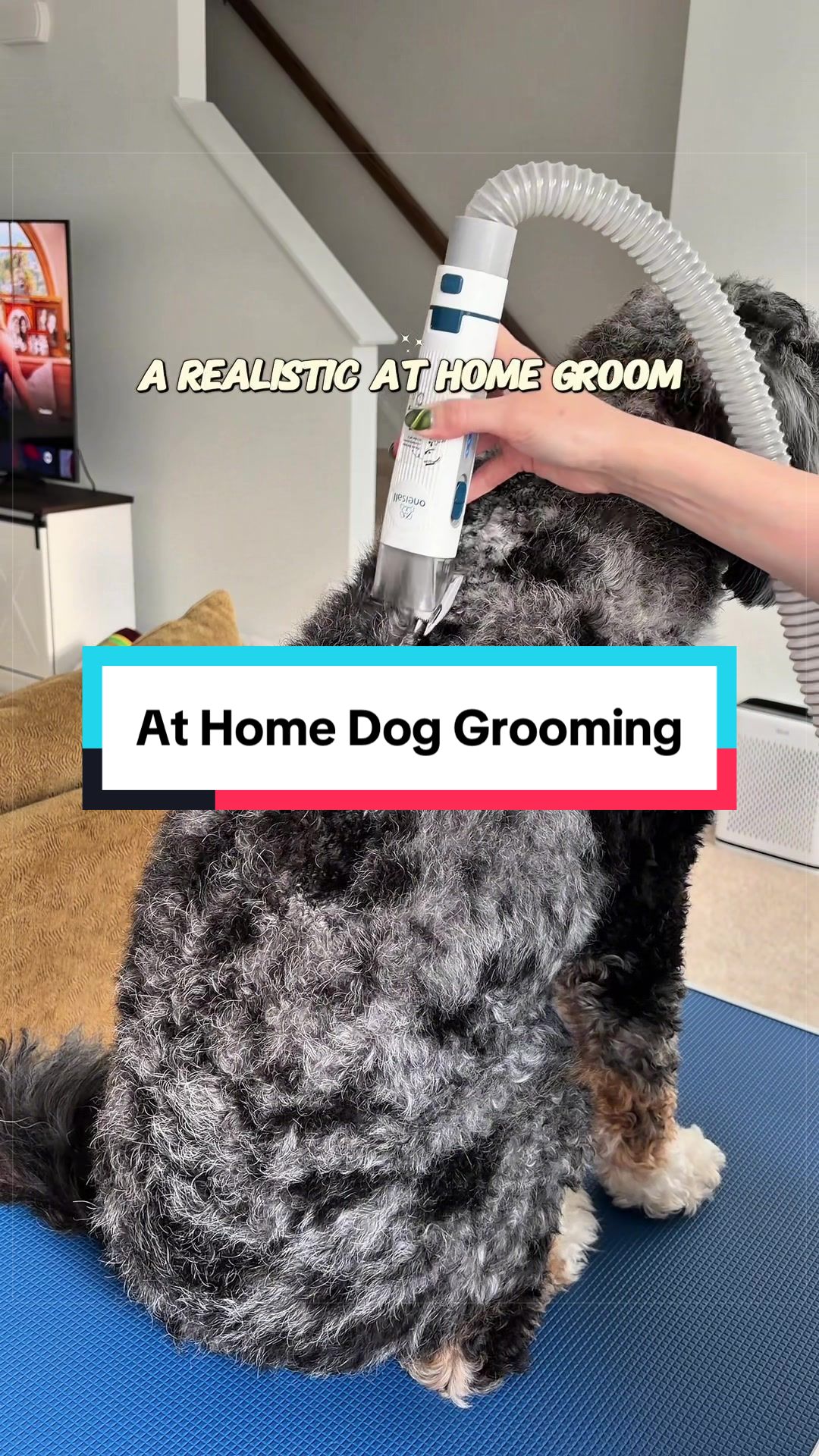 @Archie The Bernedoodle