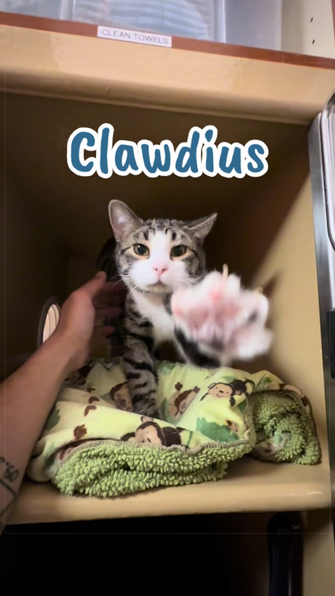 @Fancy Cats Rescue Team