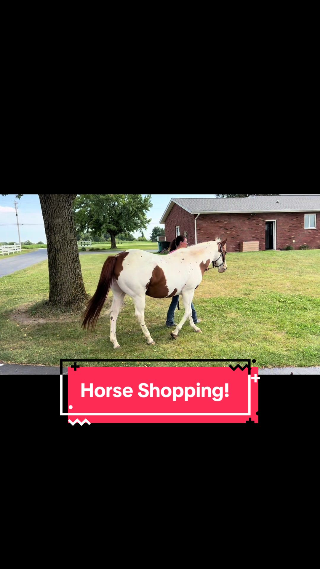 @yourhorseandponyleader