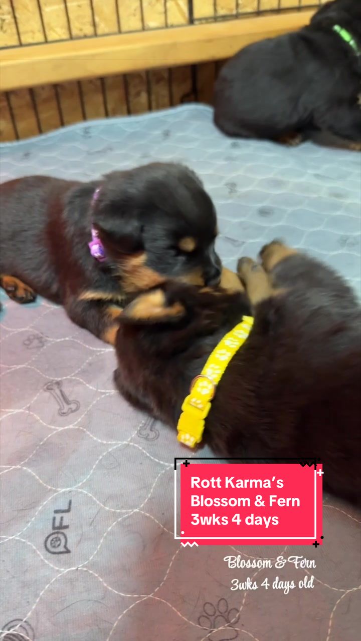 @Rott Karma Kennels LLC