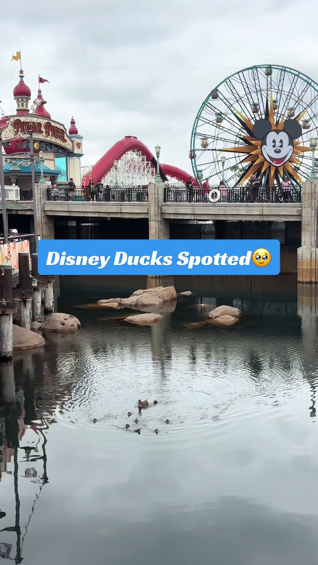 @Disney_4L