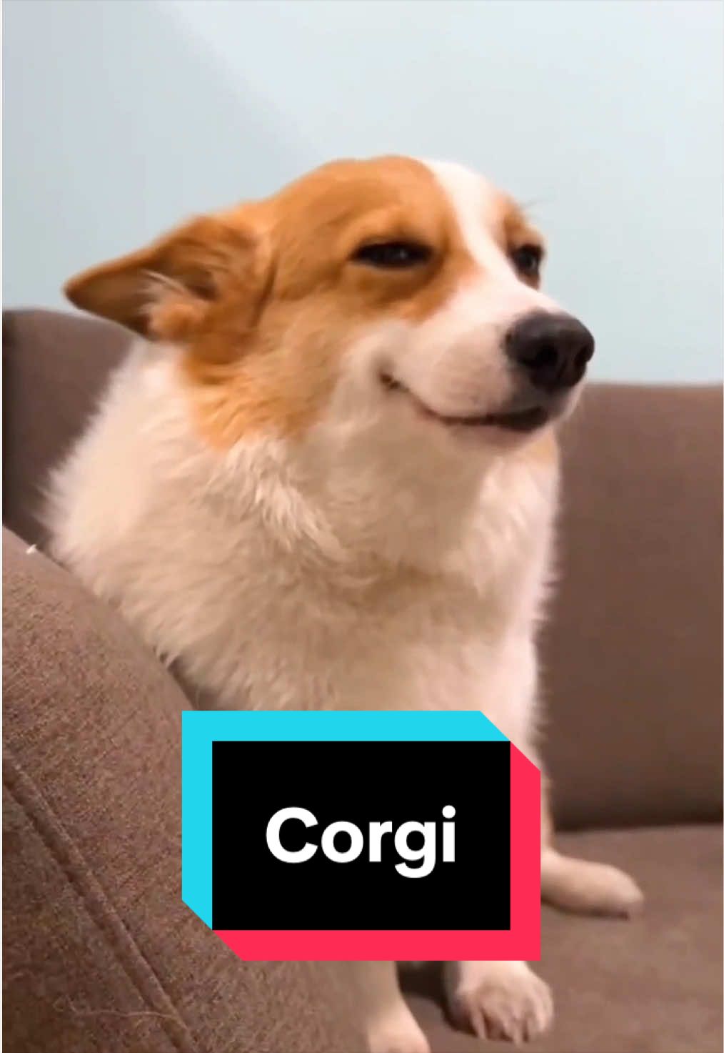 @ANIMAL LORE