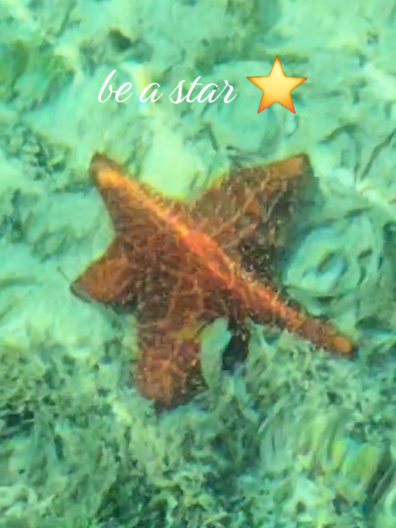 @The Seashell Mermaid ๐