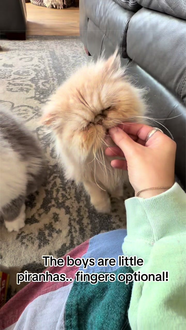 @Biscotti & Figaro