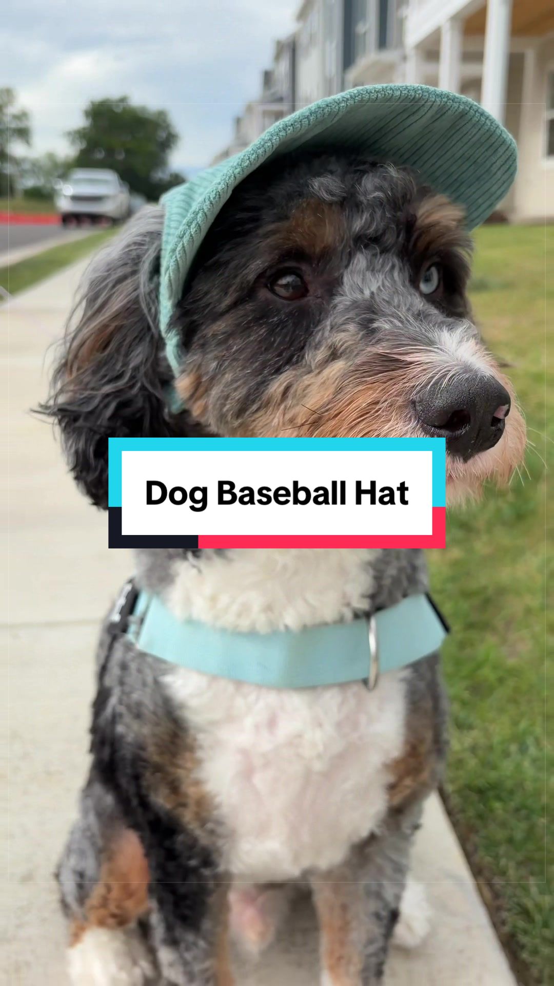 @Archie The Bernedoodle