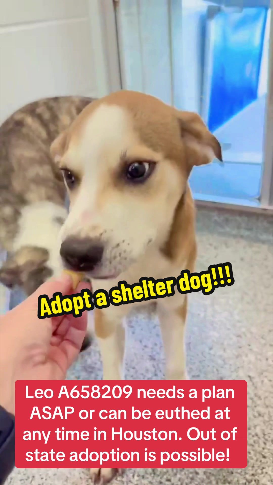 @Rescue Dog Army