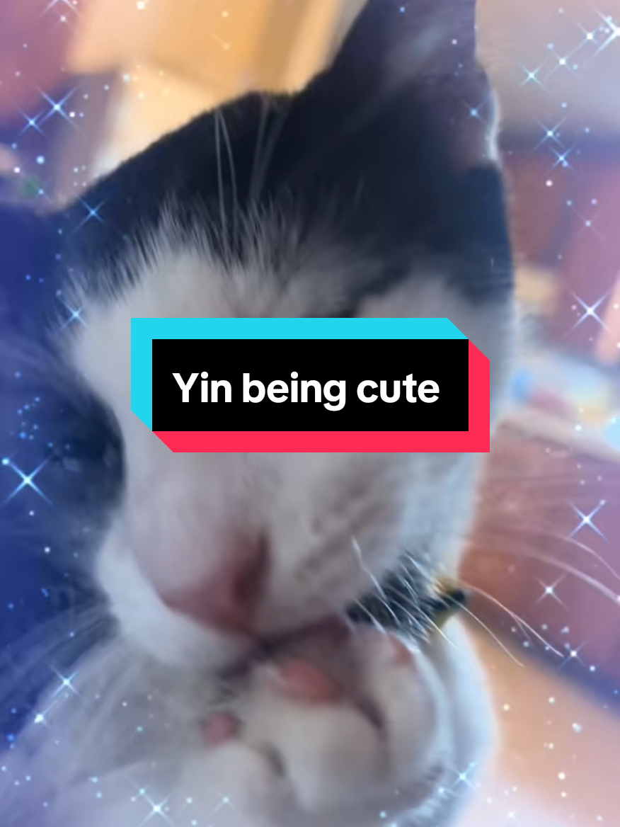 @catlover313official
