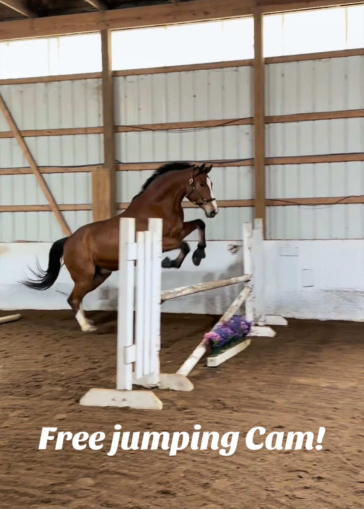 @Lunar Hill Equestrian