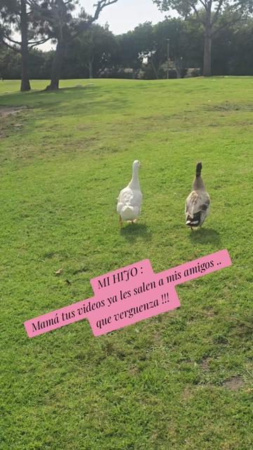 @🪸latinablogger