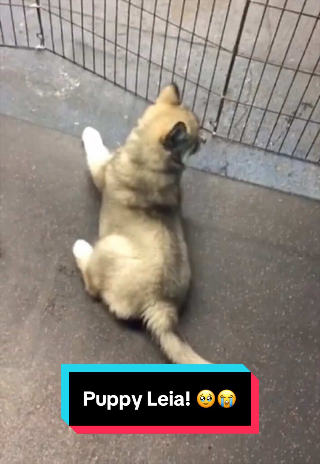 @Siberian Derpskies
