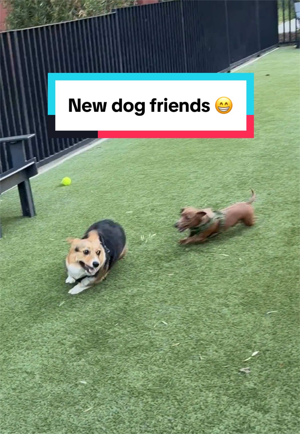 @hasbithecorgi
