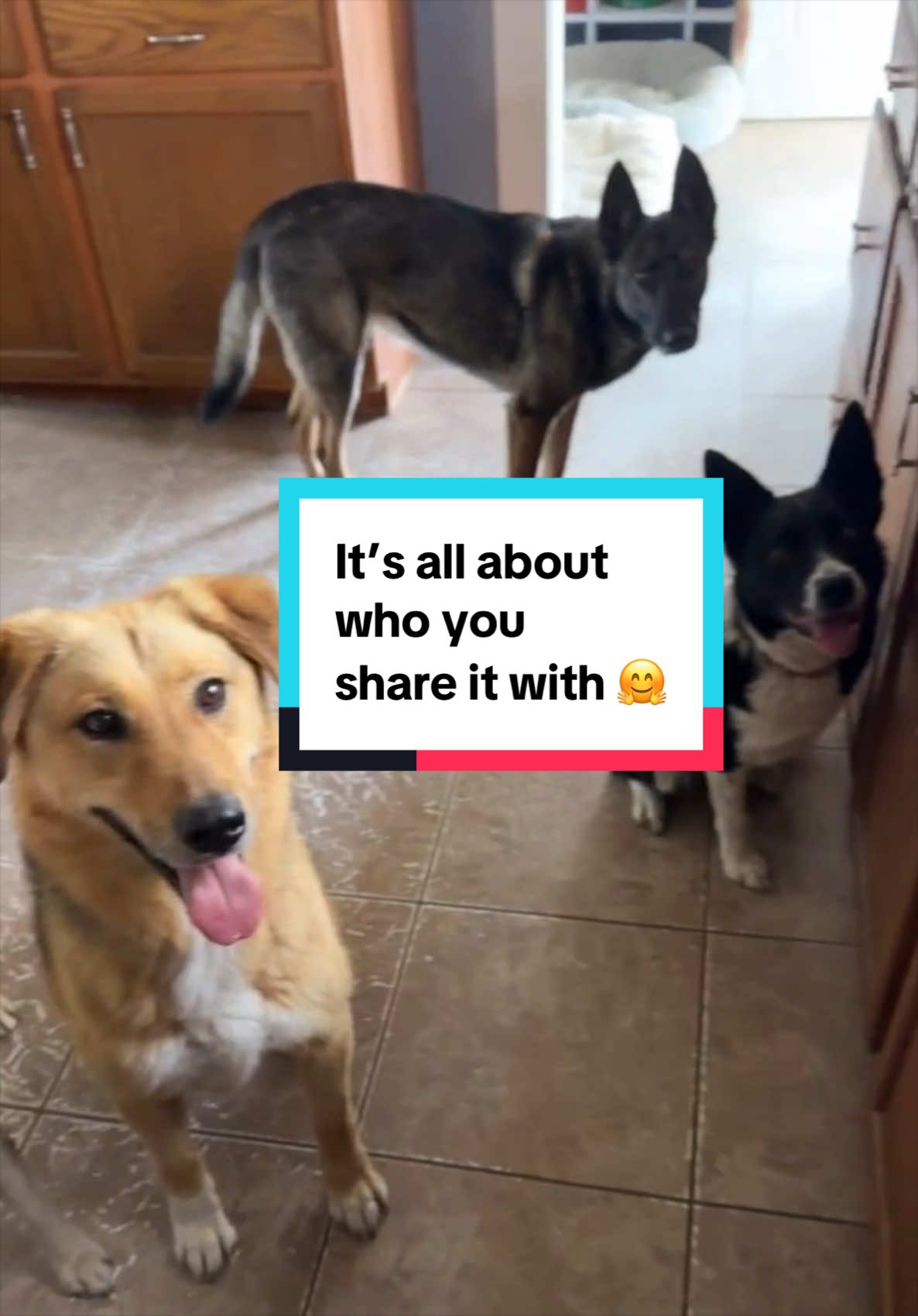 @K9 Dina