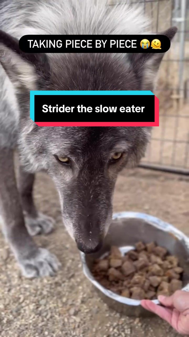 @ApexWolves