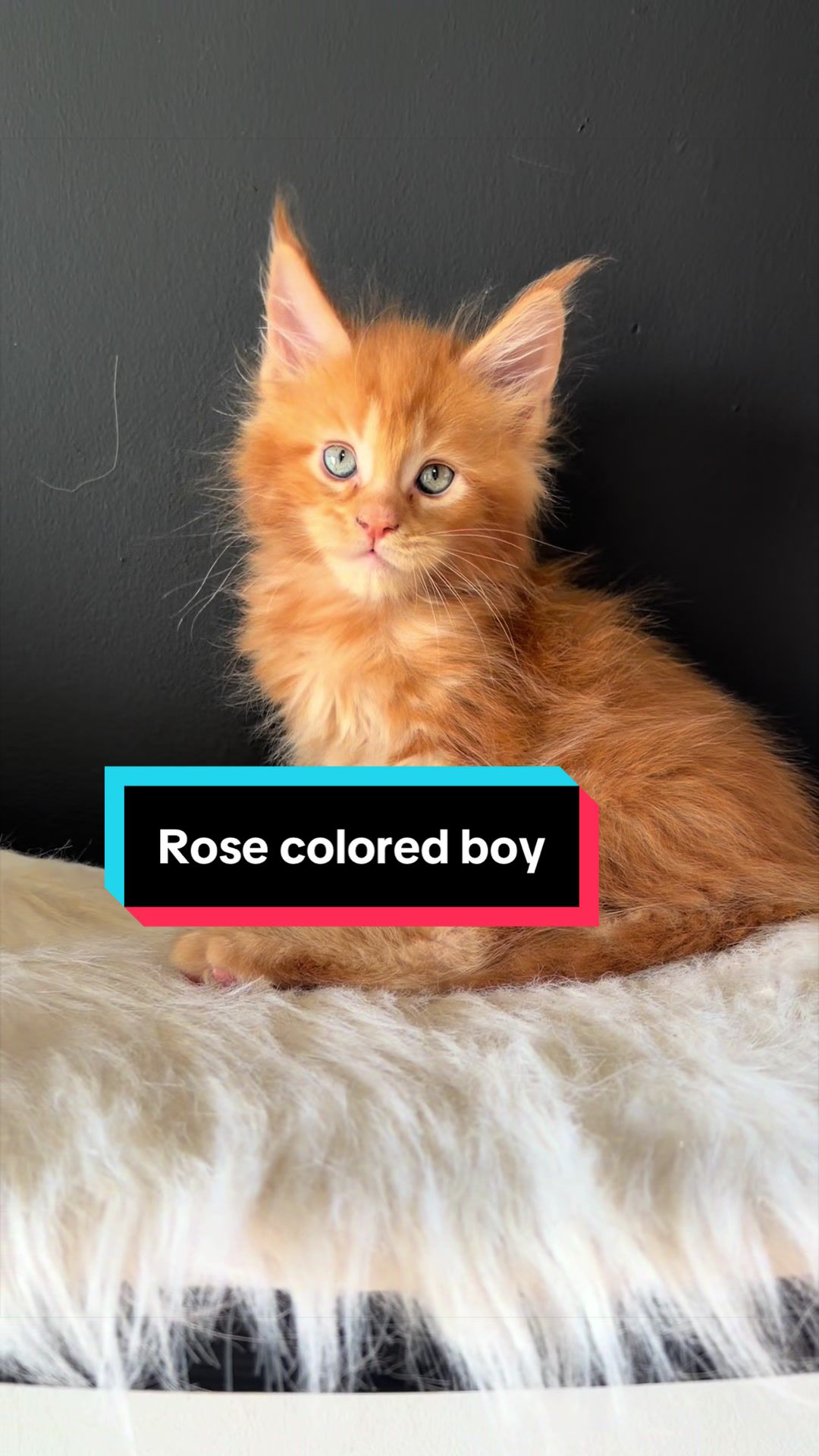 @Sassy Koonz Luxury MaineCoons