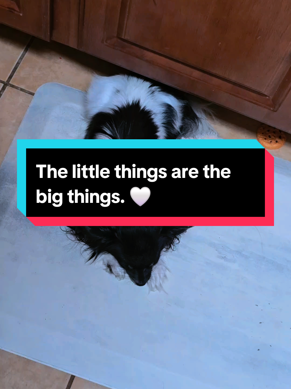 @TheLittleLunaBean