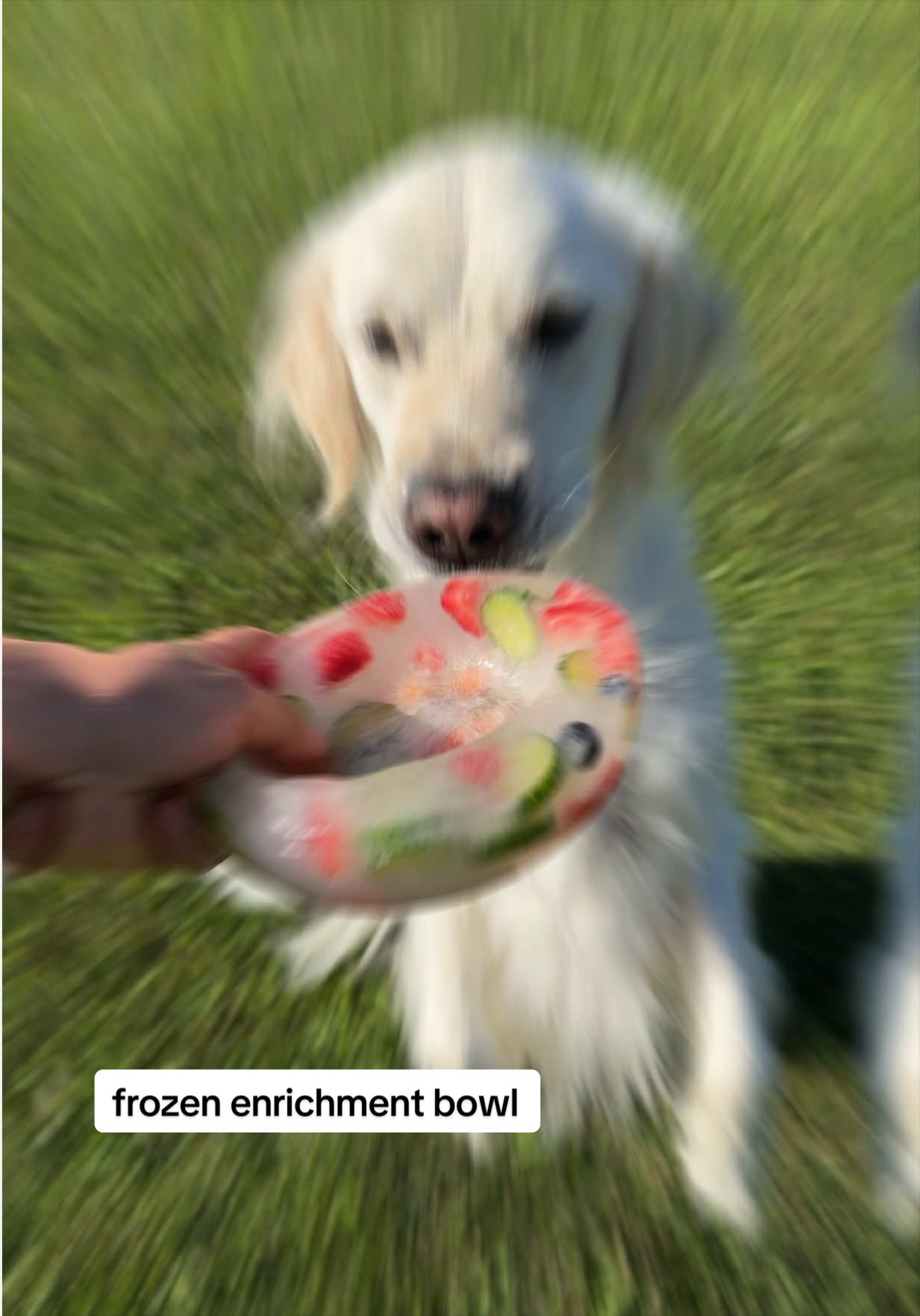 @Native Pet