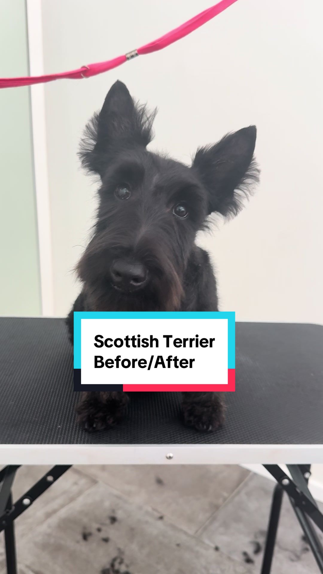 @Julia_theGroomer