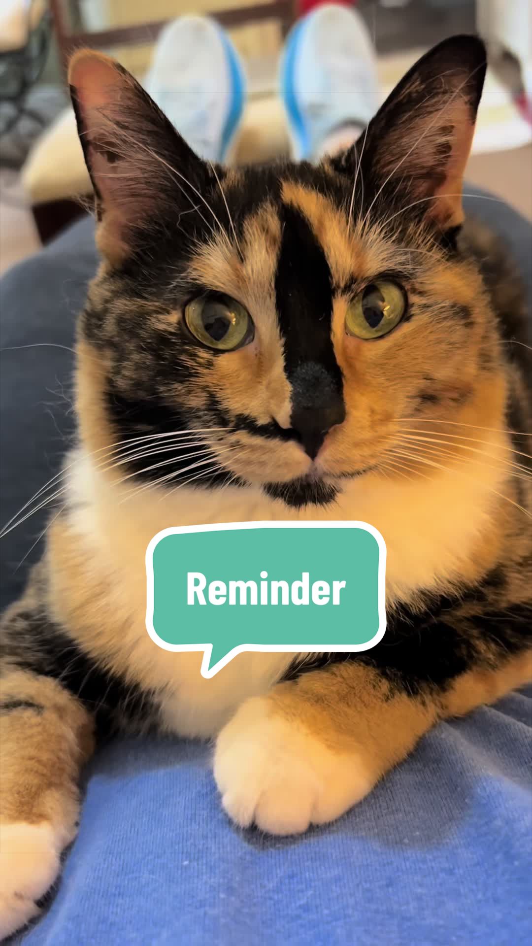 @SnickersTheSmilingCat