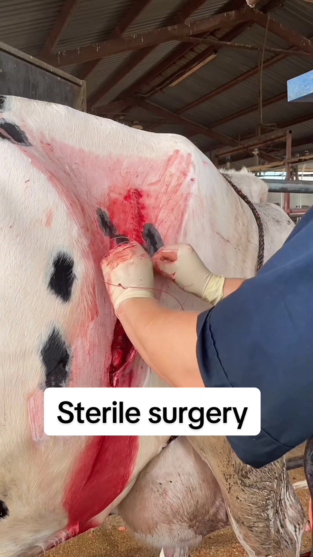 @Dairy Vet Dr. Michelle