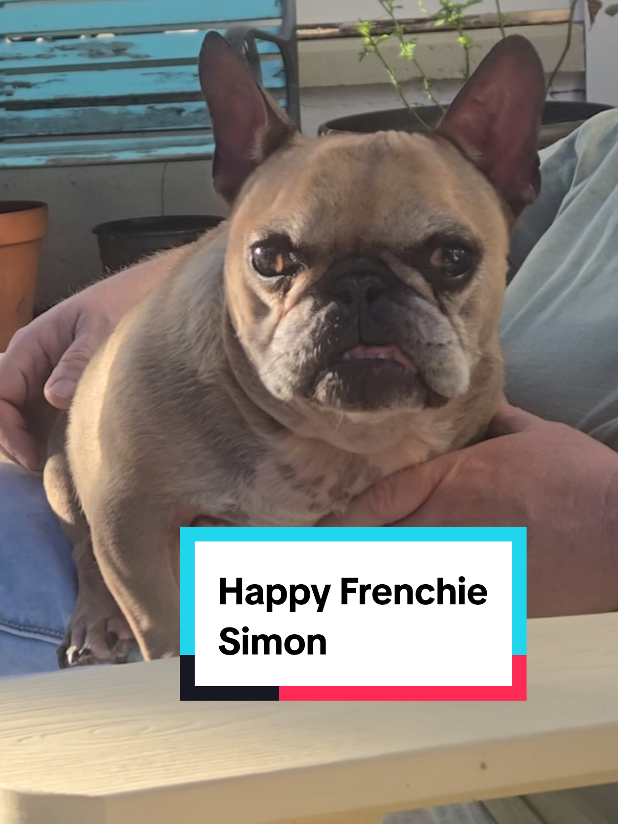 @HoneysuckleandSimon