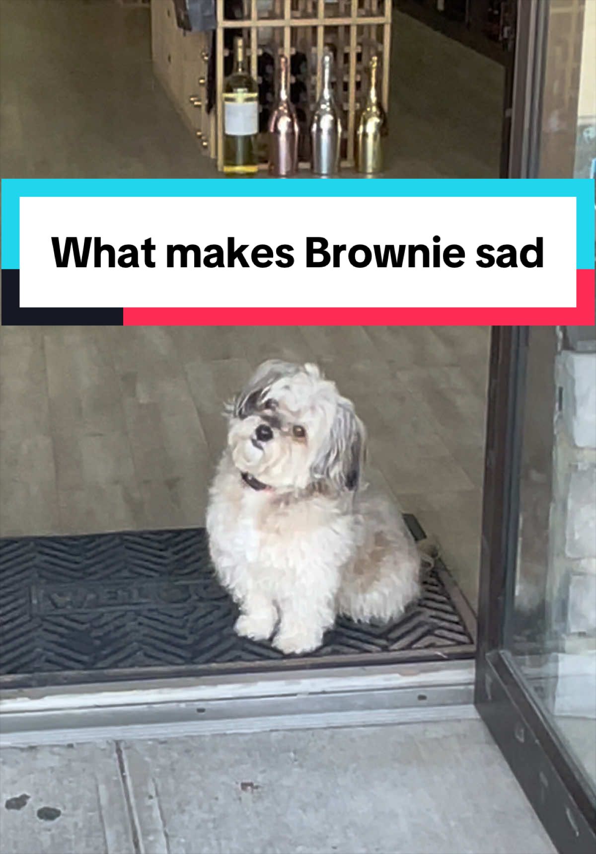 @Brownie #1 Store Dog Greeter