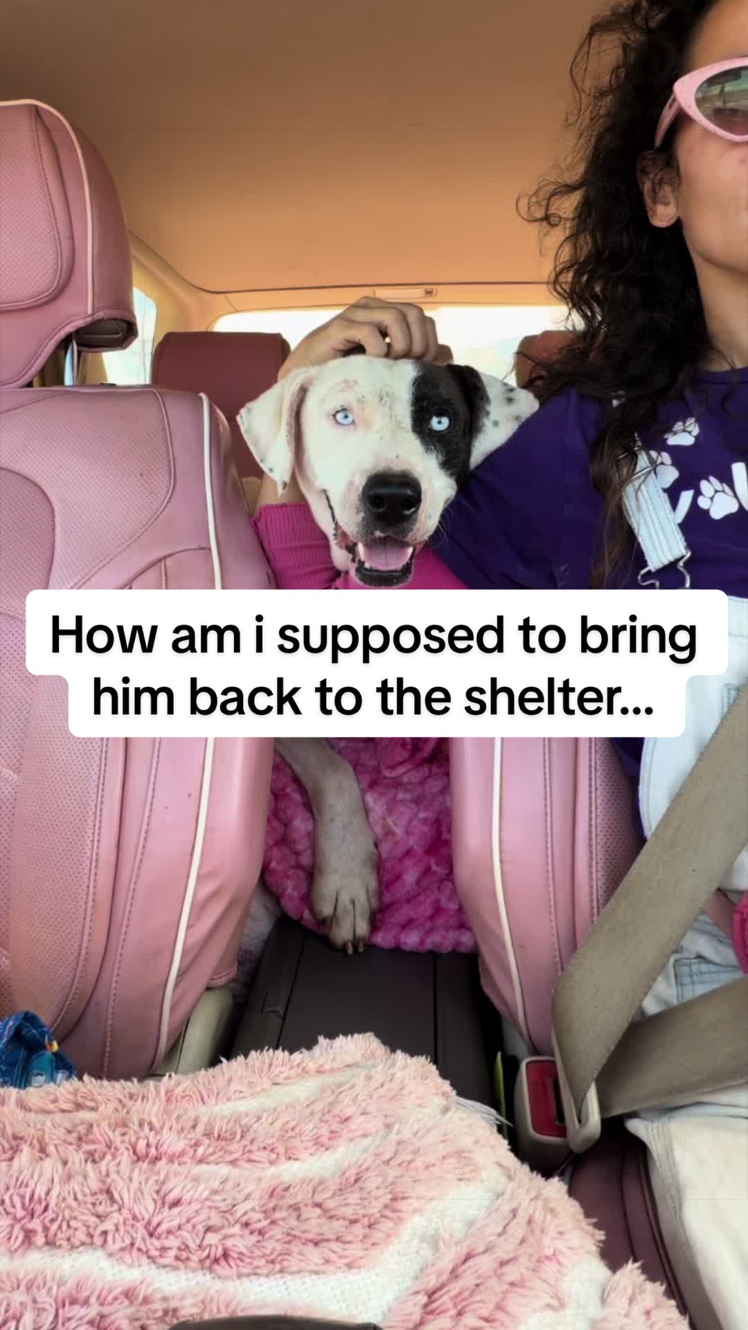 @Cassondra | Maui Shelter Dogs